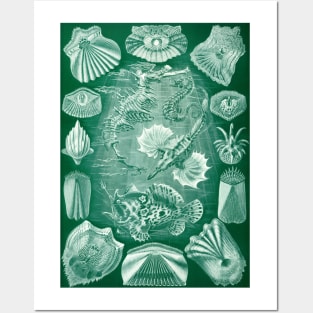 Teleostei by Ernst Haeckel Posters and Art